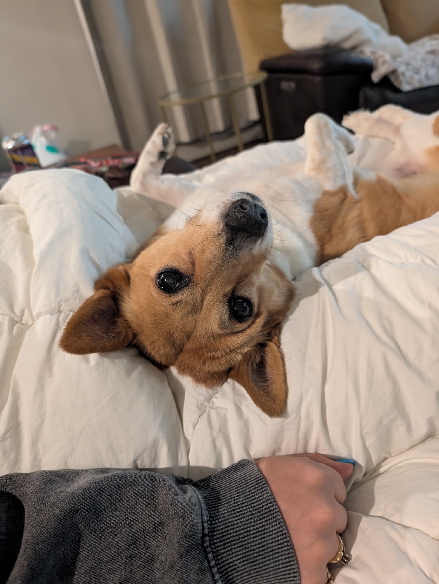 Bee being silly